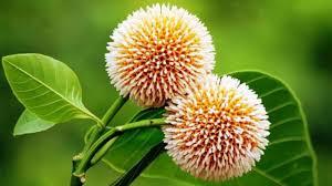 বাদলা দিনের প্রথম কদম ফোটার দিন